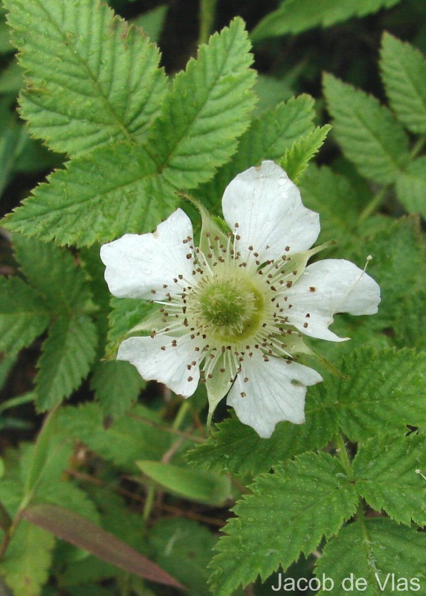 Rubus rosifolius Sm.